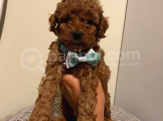 Sağlık Ve Irk Garantili Poodle Yavrularımız görsel