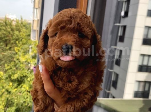 Sağlık Ve Irk Garantili Poodle Yavrularımız görsel
