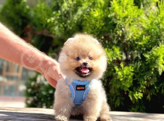 Safkan Pomeranian Boo Yavrularımız görsel