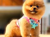Pomerani̇an Boo Karbeyaz Erkek