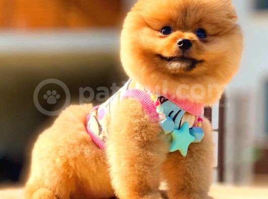 Pomerani̇an Boo Karbeyaz Erkek