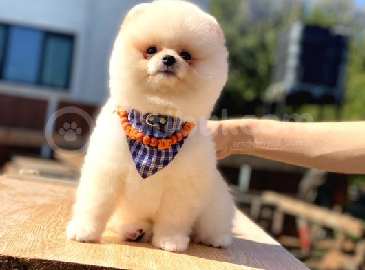 Pomerani̇an Boo Üst Kali̇te görsel