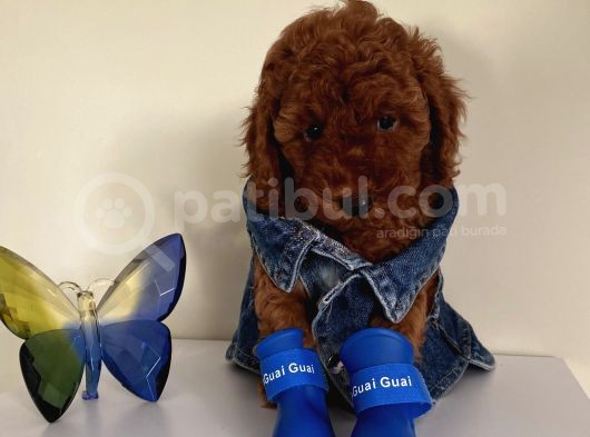 Sağlık Ve Irk Garantili Poodle Yavrularımız görsel