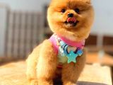 Pomerani̇an Boo Karbeyaz Erkek