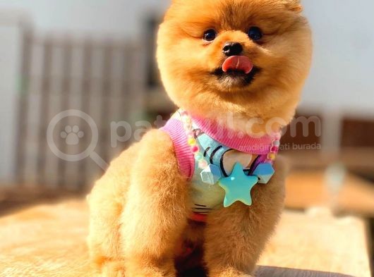 Pomerani̇an Boo Karbeyaz Erkek görsel