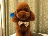 Karamelll.toypoodle ‘ın Bebişleri