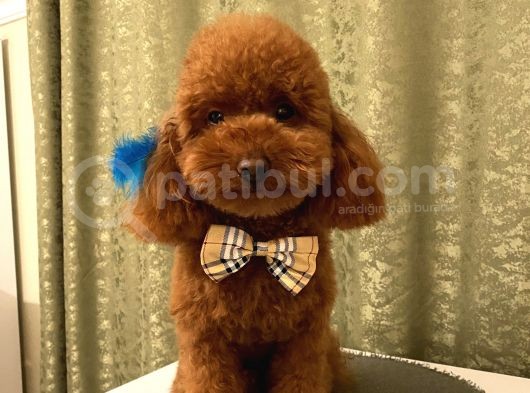 Karamelll.toypoodle ‘In Bebişleri