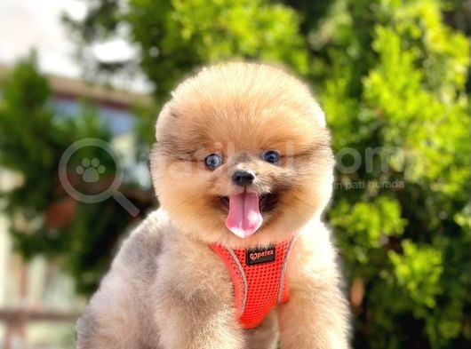 Safkan Pomeranian Boo Yavrularımız görsel