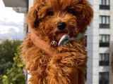 Kıvır Kıvır Tüylü Toypoodle Bebişlerimiz