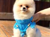 Kusursuz Karbeyaz Pomeranian Boo
