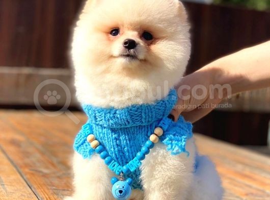 Kusursuz Karbeyaz Pomeranian Boo görsel