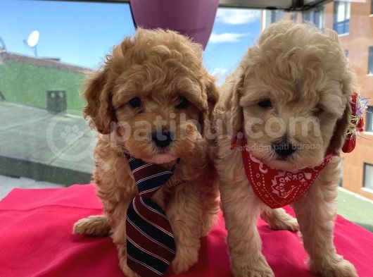 Teacup,Toy,Minyatür Seçenekli Poodle Yavrularımız