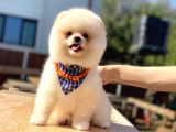 Pomerani̇an Boo Üst Kali̇te