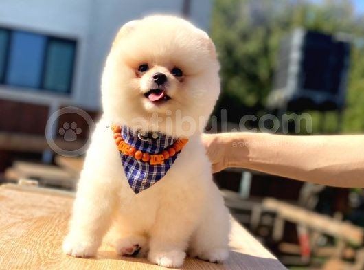 Pomerani̇an Boo Üst Kali̇te