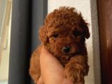 Karamelll.toypoodle ‘In Bebişleri