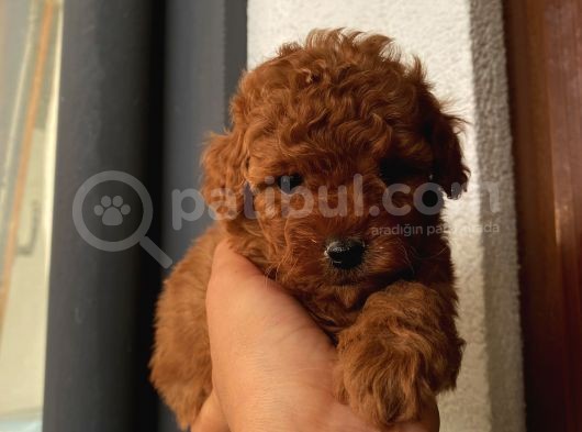 Karamelll.toypoodle ‘In Bebişleri görsel