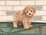 Malti̇poo Tüy Dökmez Kırmızı Şampanya Orjinal Safkan