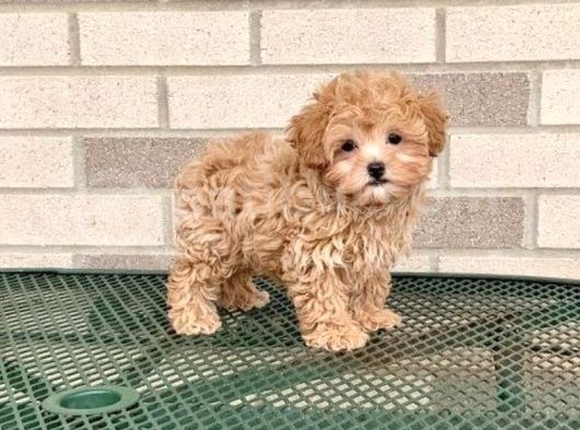 Malti̇poo Tüy Dökmez Kırmızı Şampanya Orjinal Safkan görsel