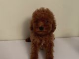 Aşılı Pasaportlu ToyPoodle Bebekler