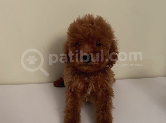 Aşılı Pasaportlu Toypoodle Bebekler
