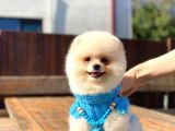 Krem renginde avuç içi kadar Pomeranian BOO oğlumuz