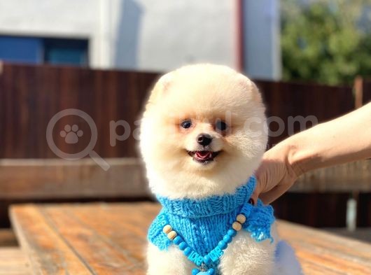 Krem Renginde Avuç Içi Kadar Pomeranian Boo Oğlumuz