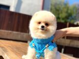 Krem Renginde Avuç Içi Kadar Pomeranian Boo Oğlumuz