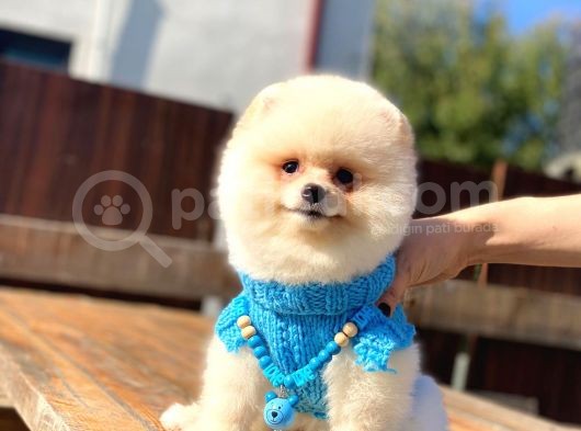 Krem Renginde Avuç Içi Kadar Pomeranian Boo Oğlumuz görsel