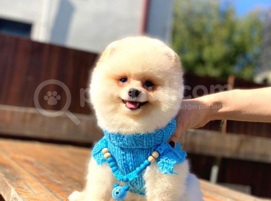 Krem Renginde Avuç Içi Kadar Pomeranian Boo Oğlumuz görsel