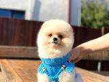 Krem Renginde Avuç Içi Kadar Pomeranian Boo Oğlumuz