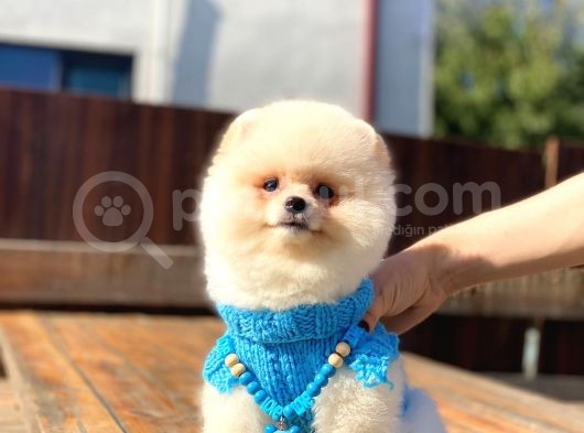 Krem Renginde Avuç Içi Kadar Pomeranian Boo Oğlumuz görsel