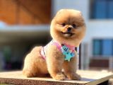 Kahve Tonlu Bebek Suratlı Pomeranian Boo Oğlumuz