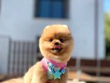 Kahve Tonlu Bebek Suratlı Pomeranian Boo Oğlumuz