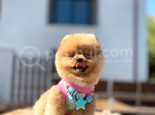 Kahve Tonlu Bebek Suratlı Pomeranian Boo Oğlumuz görsel