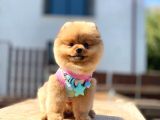 Kahve Tonlu Bebek Suratlı Pomeranian Boo Oğlumuz