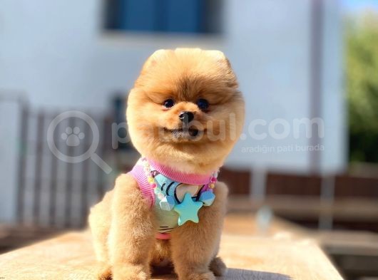 Kahve Tonlu Bebek Suratlı Pomeranian Boo Oğlumuz görsel