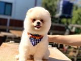 Havanızı Değiştirecek Pomeranian Boo Oğlumuz