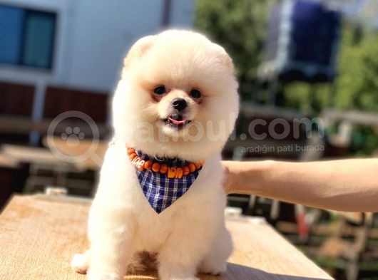 Havanızı Değiştirecek Pomeranian Boo Oğlumuz görsel