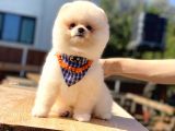 Havanızı Değiştirecek Pomeranian Boo Oğlumuz