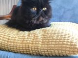 Dişi Exotic Shorthair Özel Bebek
