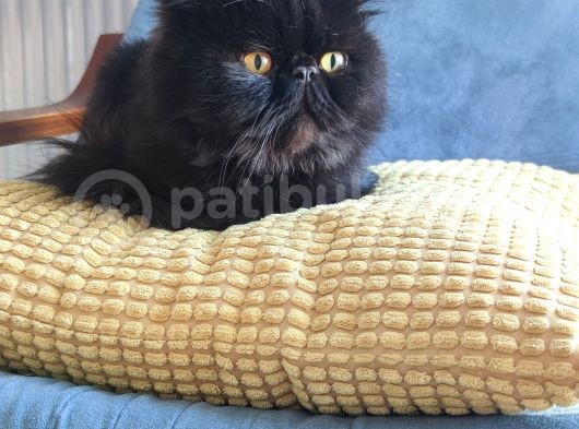 Dişi Exotic Shorthair Özel Bebek görsel
