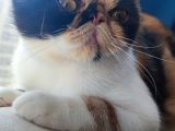 Dişi Exotic Shorthair Özel Bebek