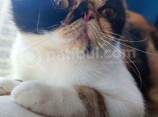 Dişi Exotic Shorthair Özel Bebek görsel