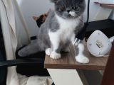 Dişi Exotic Shorthair Özel Bebek