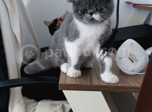 Dişi Exotic Shorthair Özel Bebek görsel