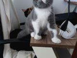 Dişi Exotic Shorthair Özel Bebek