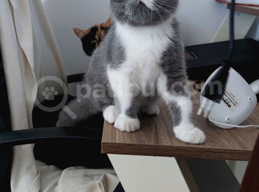 Dişi Exotic Shorthair Özel Bebek görsel