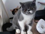 Dişi Exotic Shorthair Özel Bebek