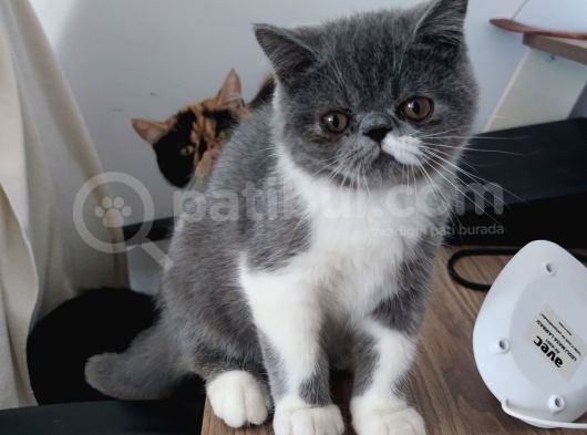 Dişi Exotic Shorthair Özel Bebek