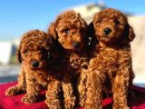 En Zeki Ikinci Irk, En Iyi Renk Tonlarında ToyPoodle Yavrularımız